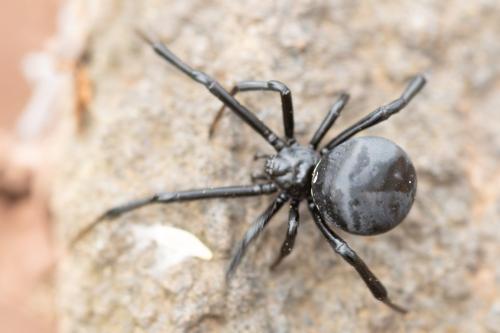 Latrodectus tredecimguttatus